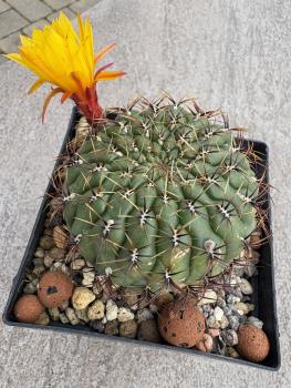 Matucana aureiflora